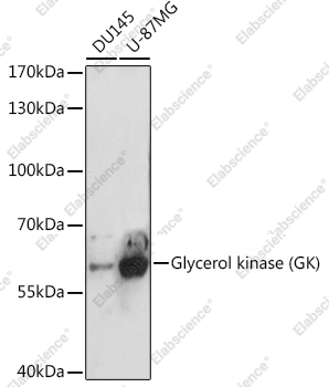 Вестерн-блоттинг, Glycerol kinase, различные клеточные линии