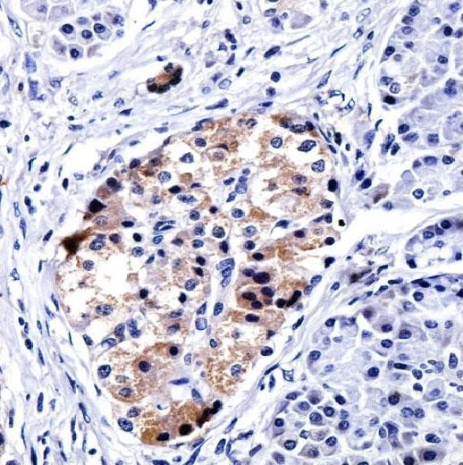 Валидация AssayVector ARM2284(3903)