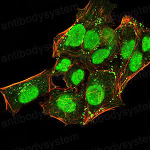 Валидация IF - AntibodySystem RHE45605