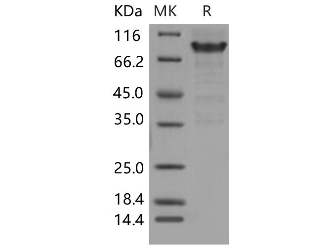 Валидация Elabscience PKSM040492(4487)