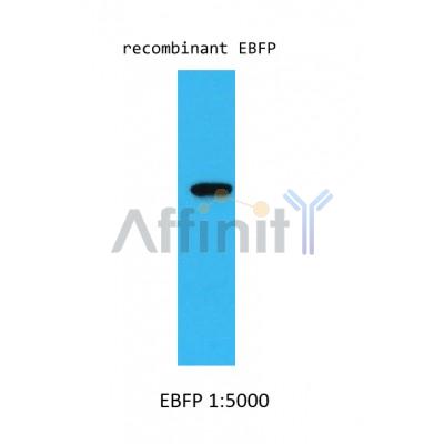 Валидация Affinity BF0706 - 5379