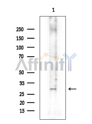Валидация Affinity DF5026 - 16905