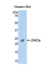 41290