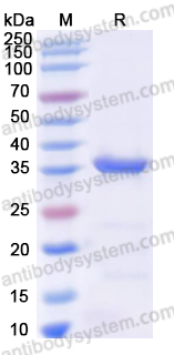 Валидация AntibodySystem YHD34501