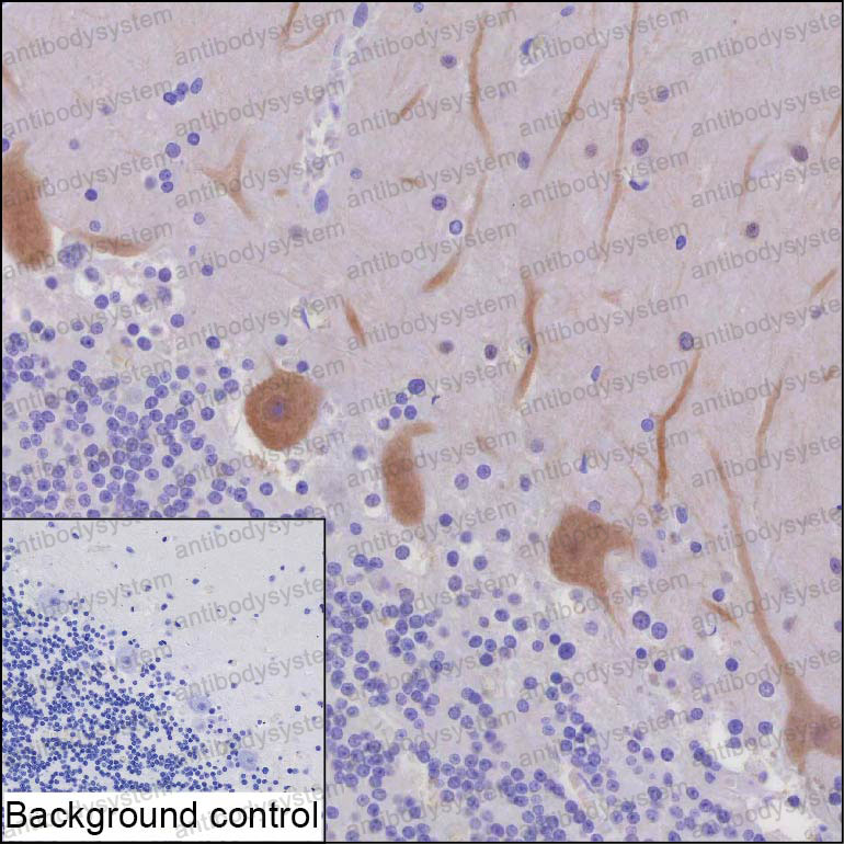 Валидация AntibodySystem RHH17106