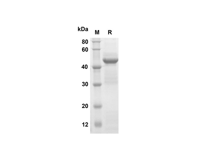 Валидация Elabscience PDEM100164(513)