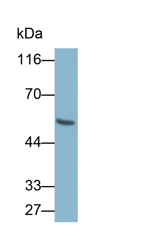 32806