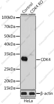 Вестерн-блоттинг, CDK4, клетки HeLa