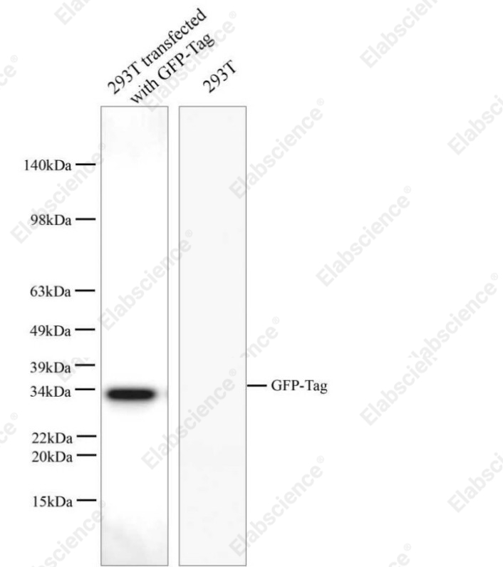 Вестерн-блоттинг, GFP-tag, трансфицированные клетки данио-рерио