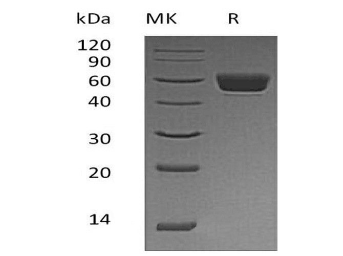 Валидация Elabscience PKSM041279(5175)