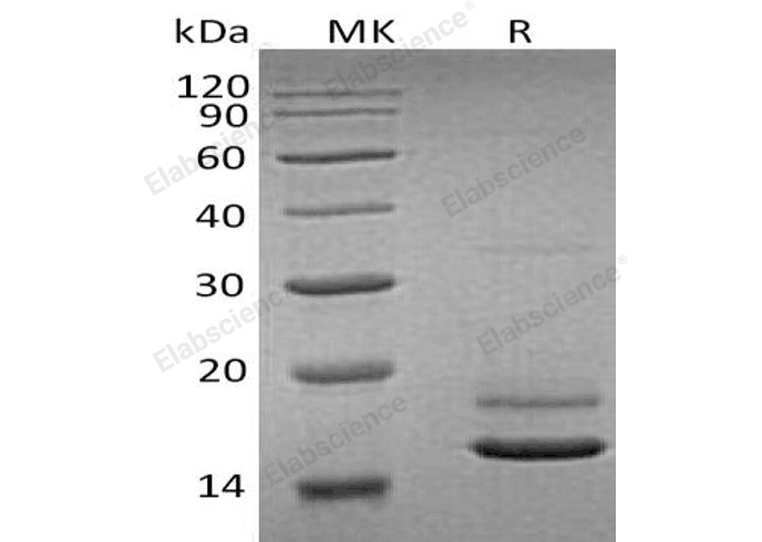 Валидация Elabscience PKSH032402(2883)