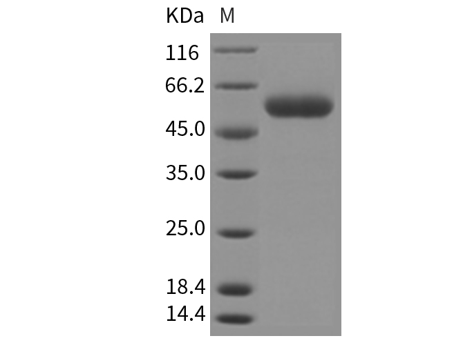 Валидация Elabscience PKSM040327(4331)