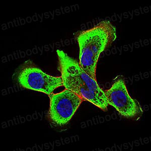 Валидация IF - AntibodySystem RHG09701 (1161)