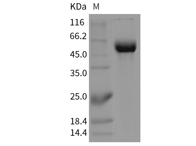 Валидация Elabscience PKSM040330(4334)