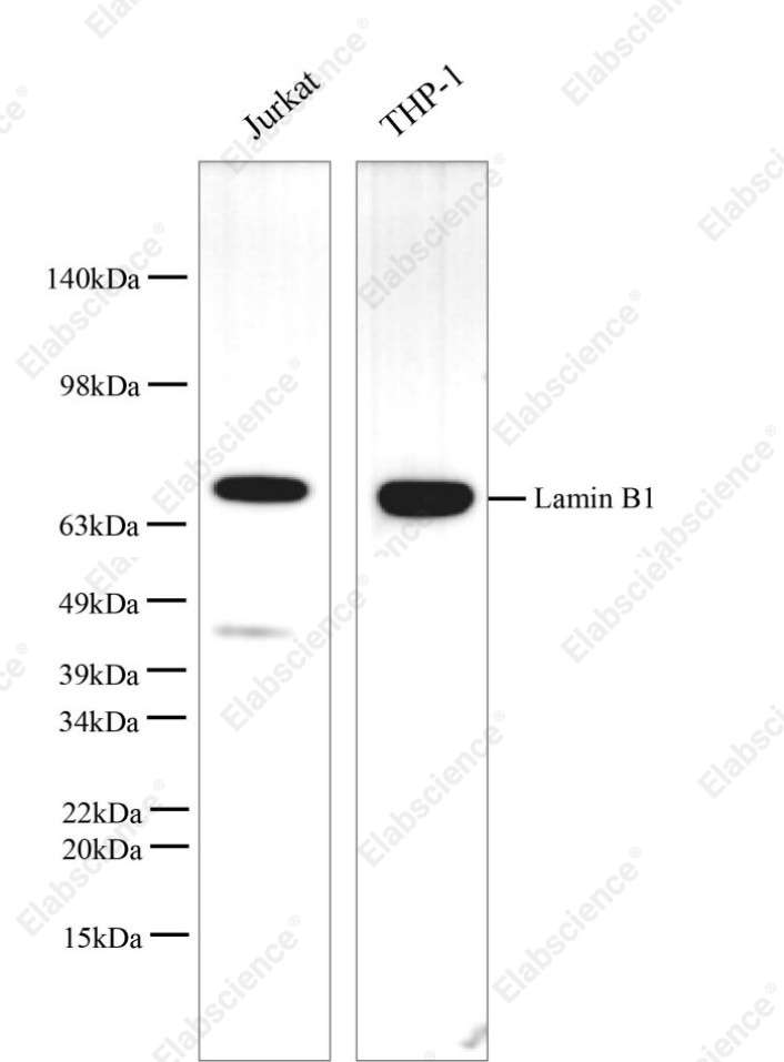Вестерн-блоттинг, Lamin B1, клеточные линии HL-60, HeLa, Hep G2, THP-1