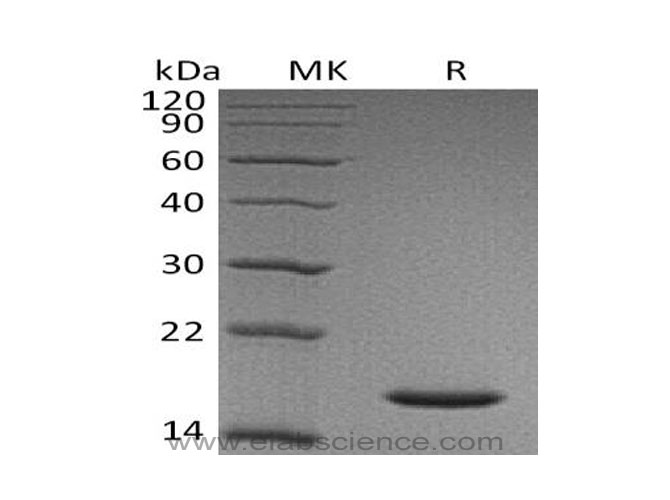 Валидация Elabscience PKSH032329(2820)
