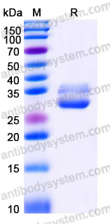 EHE26701, SDS-PAGE