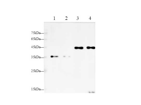 Валидация Elabscience AN00430HP