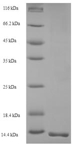 SDS-PAGE
