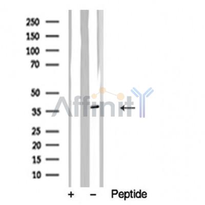Валидация Affinity AF4648 - 2260