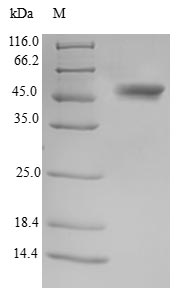 SDS-PAGE