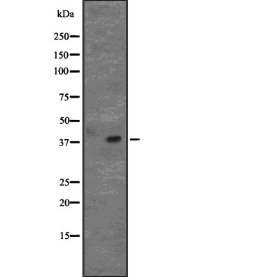 Валидация Affinity DF2304 - 12865