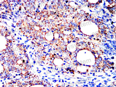 Валидация AntibodySystem RHE23204 (2040)