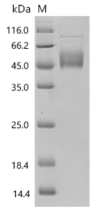 SDS-PAGE