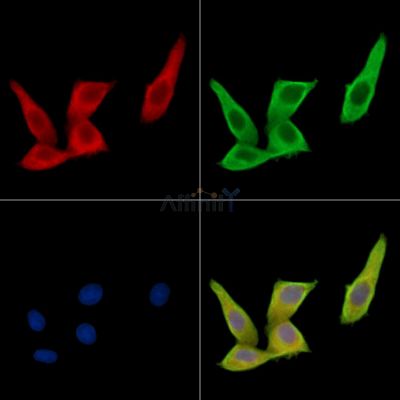 Валидация Affinity DF15766 - 12246