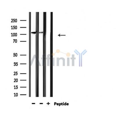 Валидация Affinity AF5348 - 2944