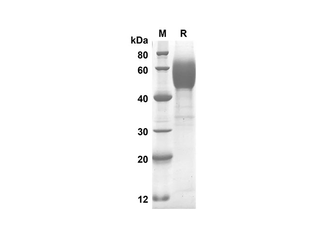 Валидация Elabscience PDMH100218(845)