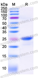 Валидация AntibodySystem YHH36301