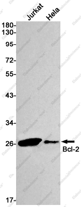Вестерн-блоттинг, Bcl-2, клетки Jurkat и HeLa