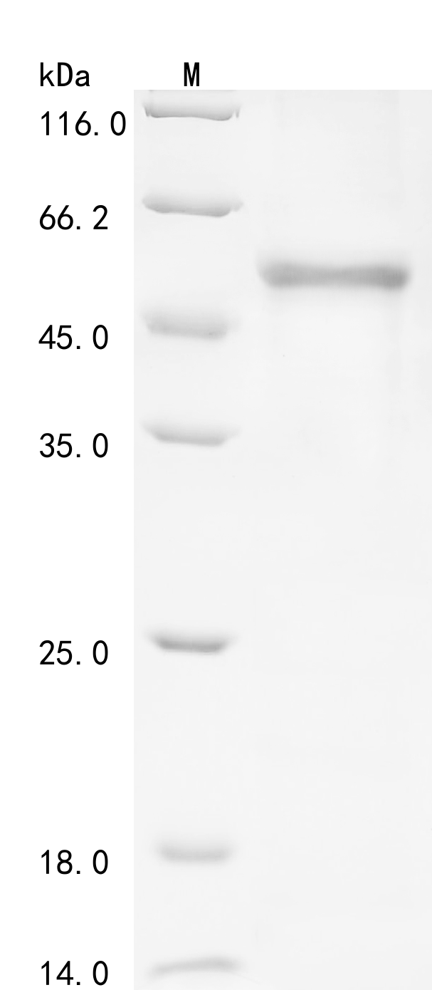 SDS-PAGE