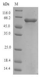 SDS-PAGE