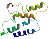 Olfactory Receptor 10G3 (OR10G3) Olfactory Receptor 10G3 (OR10G3)