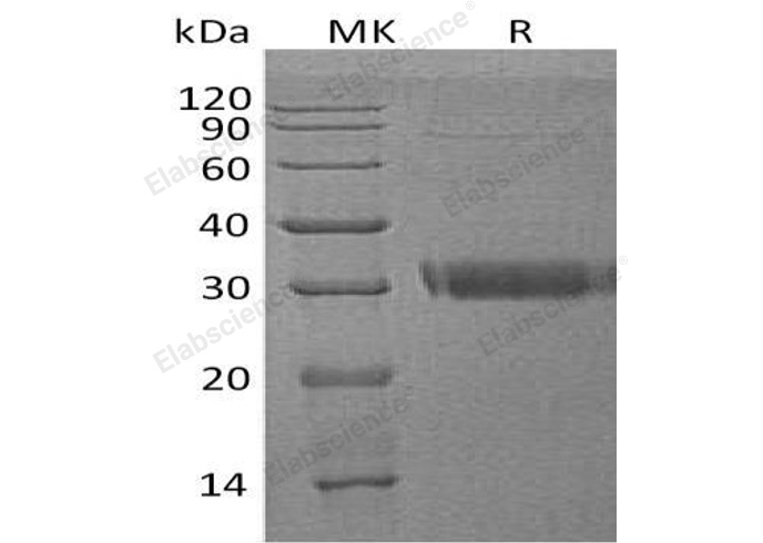 Валидация Elabscience PKSH032046(2601)