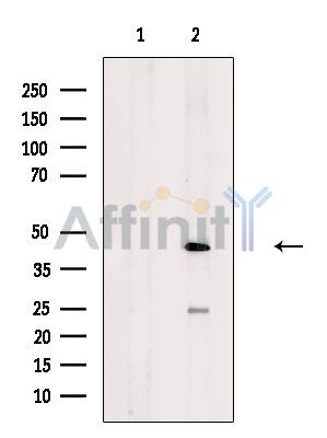 Валидация Affinity DF2551 - 13214