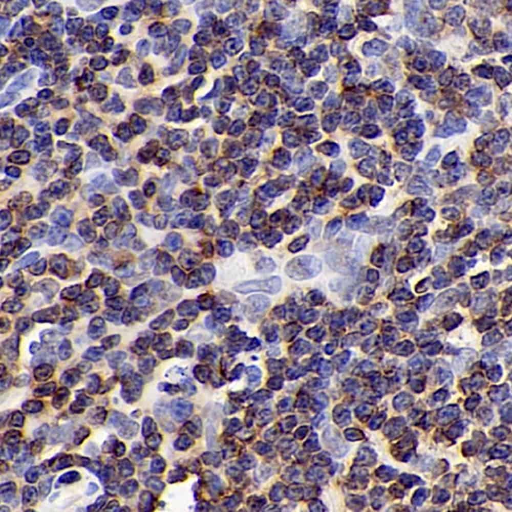 Валидация Elabscience E-AB-70194