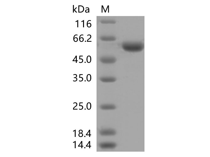 Валидация Elabscience PKSV030379(6118)