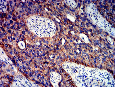 Валидация AntibodySystem RHE07608 (1949)