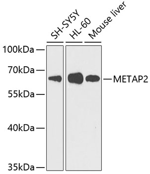 Валидация Elabscience E-AB-62370