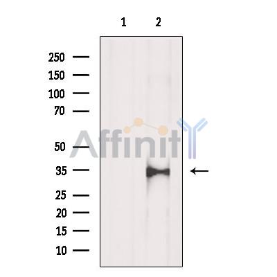 Валидация Affinity DF7334 - 19035