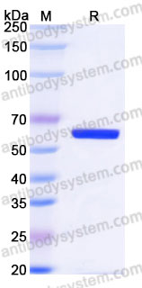 EHH01901, SDS-PAGE