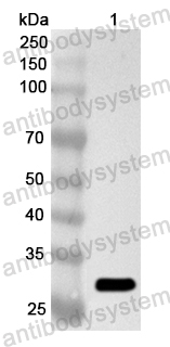 Валидация AntibodySystem PHA62501