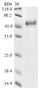 SDS-PAGE