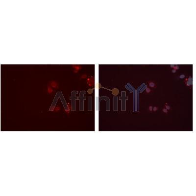 Валидация Affinity DF7089 - 18737