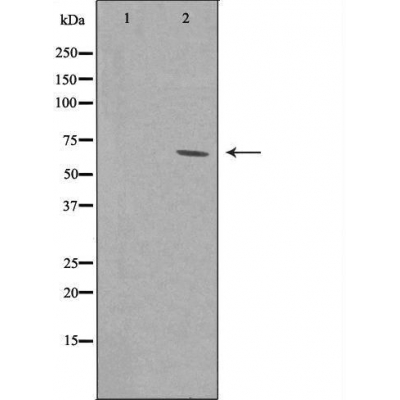 Валидация Affinity DF4628 - 16265