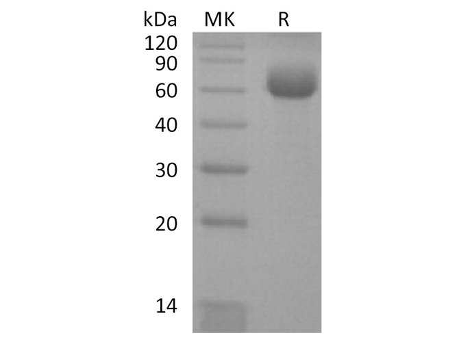 Валидация Elabscience PKSH032676(3110)