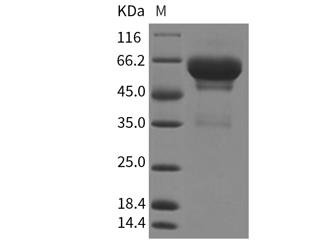 Валидация Elabscience PKSM040310(4321)